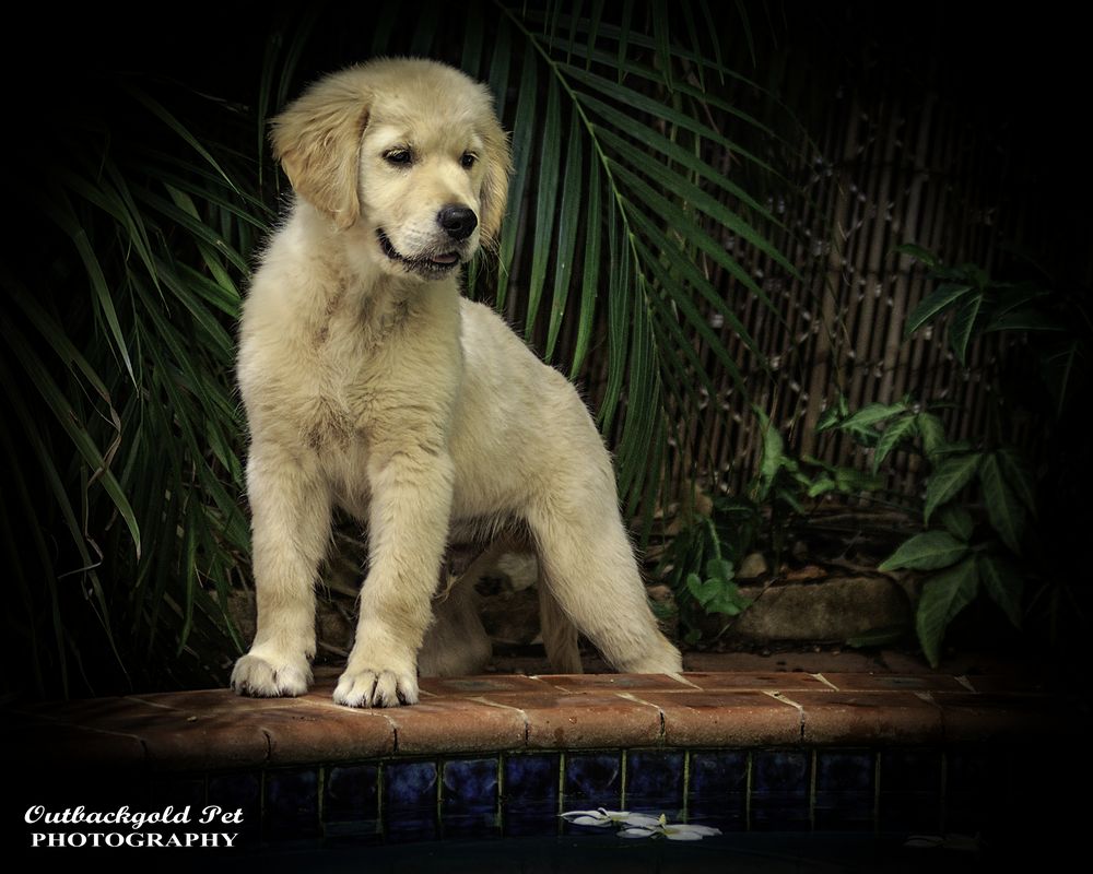 Ethical golden best sale retriever breeders